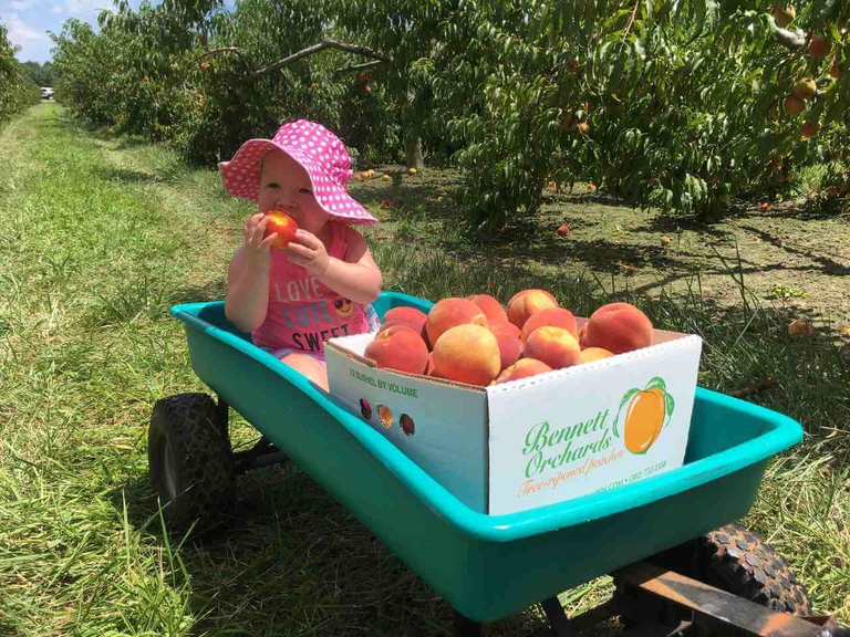 Young peachy customer enjoying a Bennett Peach in the sunshine, surrounded by our orchard oasis 